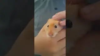 Выход в свет