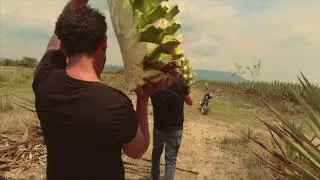 Mezcal Mala Idea