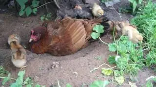 Курица и  цыплята