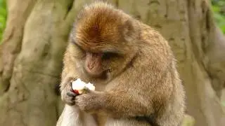 Top 10 Most unique animal abilities  | unique animal abilities to live without food | unique animal