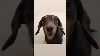 not based on my channel but i find it cute, here guys :D (credits: frenchrocky_ on tiktok) #shorts