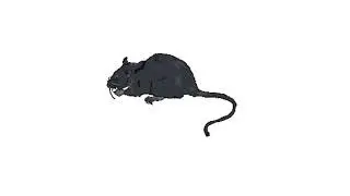 Rat Realistic Sound Effects | All Sounds Station