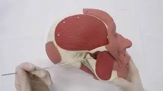 Жевательные мышцы