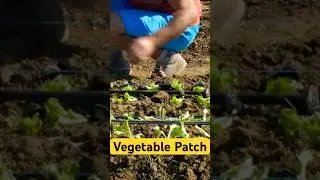 Master English Vocabulary | Vegetable Patch