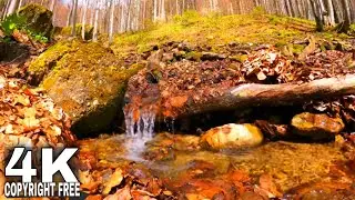 Water Stream In Forest In The Autumn Season | Copyright Free Stock Video 2160p