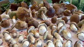 БЕЛЫЕ ГРИБЫ АТАКУЮТ, ВОЛНА В САМОМ РАЗГАРЕ ПОДМОСКОВЬЕ 2022г.