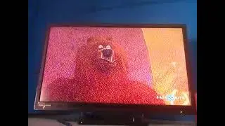 el grito de grizzy