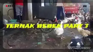 NGASIH MAKAN BEBEK DAN ENTOK PART 3.!!!