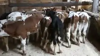 Бычки Симменталы Продажа 2020