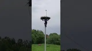 Вынимаю больного аистенка из гнезда