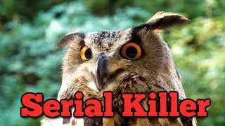 Owl Facts, but I made them all up in 10 minutes