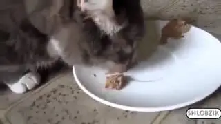 СМЕШНЫЕ КОШКИ Подборка Самых Смешных Видео про Кошек и Котов!