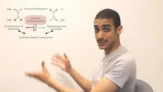 GlucoNeogenesis Part 1 شرح بالعربي