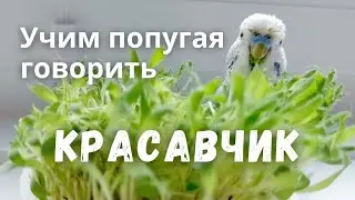 Учим попугая говорить 