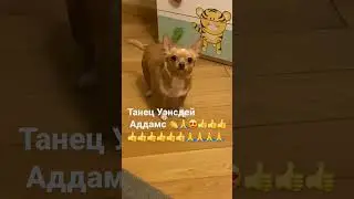 Приколы чихуахуа 