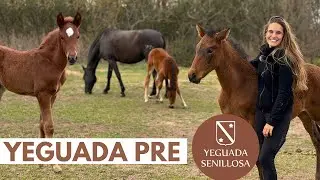 Yeguada Senillosa – Cría del Pura Raza Español 🐴 🇪🇸, como funciona una yeguada? 🍼