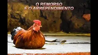 O REMORSO E O ARREPENDIMENTO ( VEJA QUE REFLEXÃO MAIS LINDA )