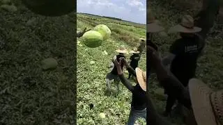 Погрузка 🍉🔥🚛