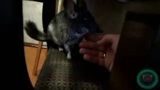 Тот момент, когда шиншиллка даёт себя потрогать:)
