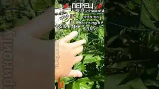 ПЕРЕЦ от слизней спасла, но очень поздно. Что будет с урожаем? Часть 2-ая 🌶 26 июля 🌶