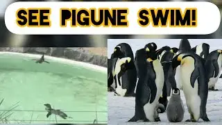 PUGUINE SWIMMING ADVENTURE!||WATCH THE CUTENESS!