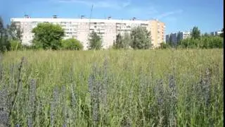 Футаж   Footage free   Зеленая поляна   000255