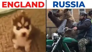 Dogs in Different Countries be like...