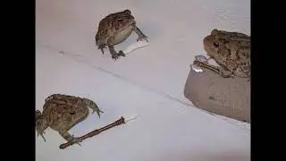 Frog Theme
