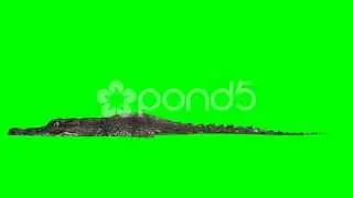 Crocodile Alligator Swims - Green Screen