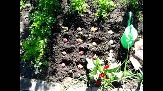 ВЫСАДКИ ЛУКА  посадил на семена