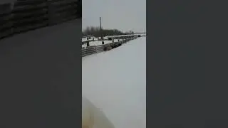 Зимовка свиней.