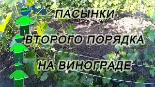 🍇 Пасынки второго порядка на винограде. Зеленые операции. Выламывание пасынков.