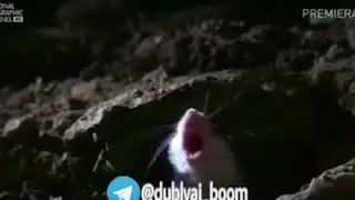 ALIIIIIISH QATASAN KALIIIIISH😂