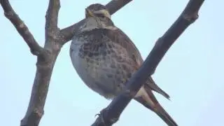 Dusky Thrush