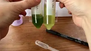 At home chlorophyll extractions and dilution series