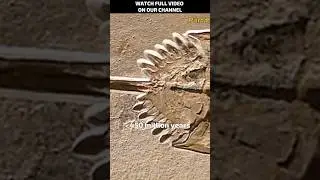 animals that survive the dinosaur extinction #animals #dinosaurs #history #viral