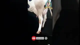 #Holstein