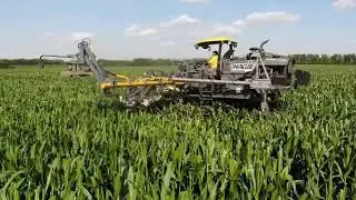 участок гибридизации 2