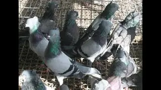 Serbskie wysokolotne - Serbian Highflying Pigeons