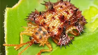 The Ants Underground Kingdom- NEW insect, Platypria Melli!
