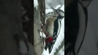 Большой Пёстрый Дятел / Great spotted woodpecker 