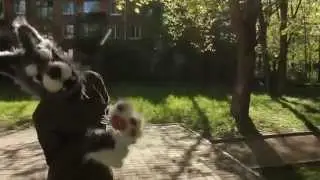 ЕНОТ, СОБАКА И ДЕТИ!1!!