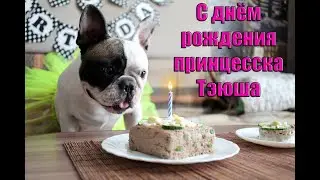 Тэюше 1 год. День рождения французского бульдога Тэи 12 месяцев.