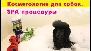 Косметология для собак. SPA процедуры в груминге