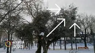 INFLUENCIA DE LA PODA DEL OLIVO AL PASO DE FILOMENA