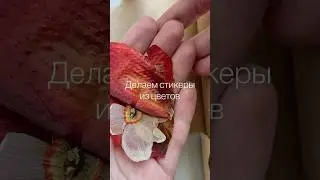 Стикеры из цветов АСМР 
