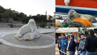 Datça Limanı'nda Heykeli Bulunan Bir Zamanlar Datça'nın Sembolü  Fok Badem'in Öyküsü BELGESEL
