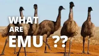 WHAT IS AN EMU ???
