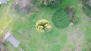 A tree overview