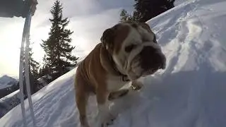 Rudy ice climbing Rudy bulldog on icey slope